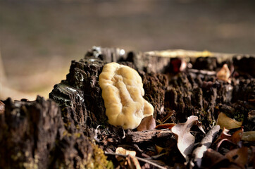 Pequena Hydnotrya  crescendo no tronco da árvore na floresta