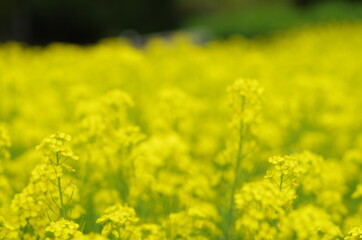 Obraz premium 菜の花
