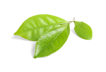 Green leaves of tea plant isolated on white