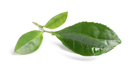 Green leaves of tea plant isolated on white
