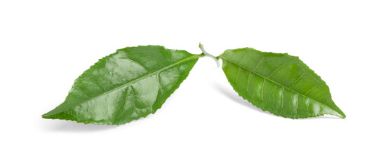 Green leaves of tea plant isolated on white