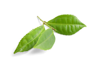 Fototapeta na wymiar Green leaves of tea plant isolated on white