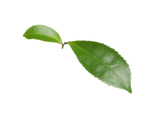 Fototapeta premium Green leaves of tea plant isolated on white