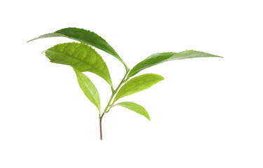 Green leaves of tea plant isolated on white