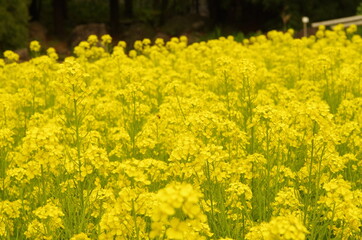 Fototapeta premium 菜の花