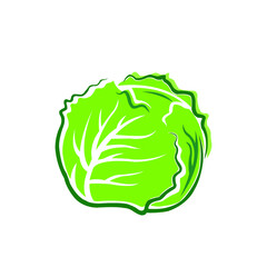 cabbage isolated on white background