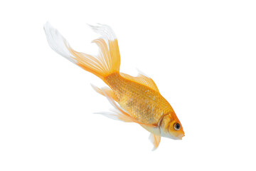 Beautiful bright small goldfish isolated on white