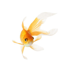 Fototapeta premium Beautiful bright small goldfish isolated on white