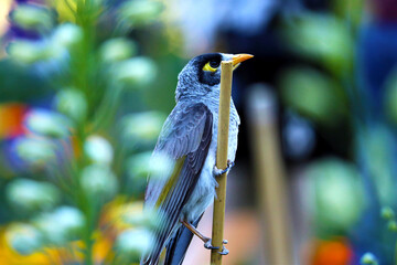 Australian Mina in colourfull background