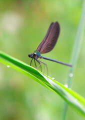 葉に止まるハグロトンボ