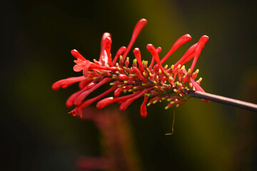 close up of a red flower