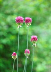 アリウムの花