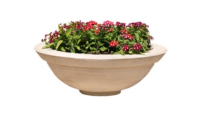Beautiful flowers in stone plant pot on white background
