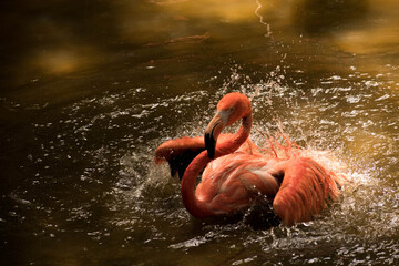 pink flamingo in water © sheryl