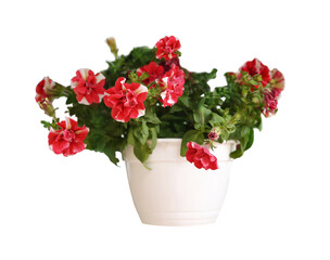 Beautiful red flowers in plant pot on white background