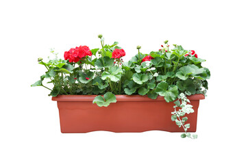 Beautiful red flowers in plant pot on white background