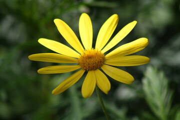 Obraz premium yellow daisy flower