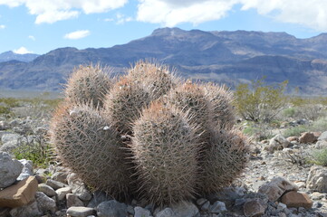Cactus with mountains in death valley