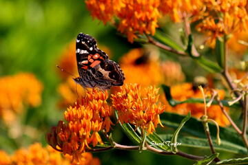 butterfly on flower