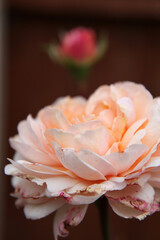 Extreme closeup of beautiful apricot rose