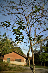 Árvore da Solanum paniculatum no parque