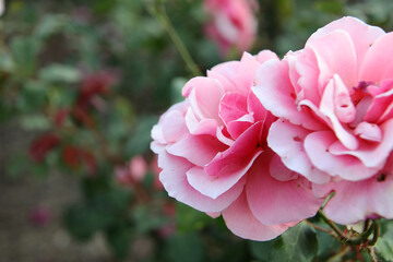 Cloesup of beautiful pink rose flower