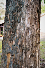 Tronco da árvore Citharexylum Myrianthum‎ no parque