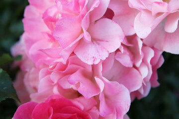 Obraz premium Cloesup of beautiful pink rose flower