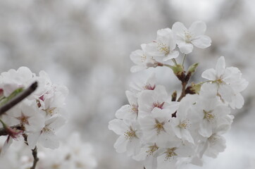 Obraz premium 桜
