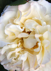 Closeup of beautiful white rose