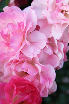Cloesup of beautiful pink rose flower