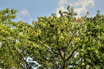 Fototapeta na wymiar Árvore da Basiloxylon brasiliensis no parque