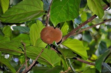 O fruto crescendo da Basiloxylon brasiliensis no parque