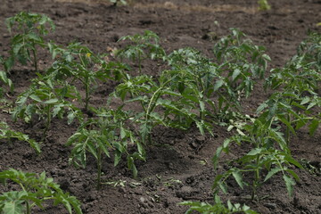 agricultural crops in the garden in the village
