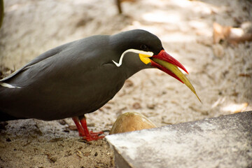 black and white bird
