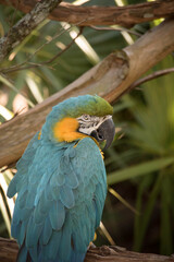 blue and gold macaw