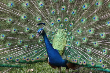 Obraz premium peacock with feathers out