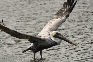 pelican in flight