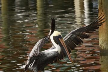 pelican in flight