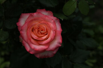 macro photo of a rose and its petals