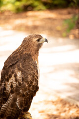 Fototapeta premium portrait of a bird