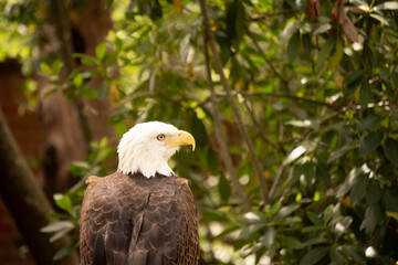 american bald eagle