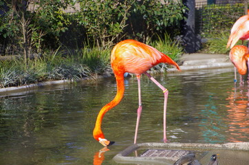 鳥