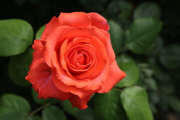 red rose petals in the garden