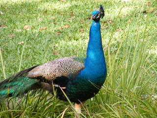 peacock with feathers
