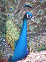 Obraz premium peacock with feathers
