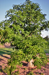 A bela árvore da Adansonia digitata crescendo no parque