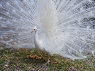 peacock with feathers out
