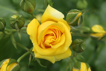 macro photo of a rose and its petals