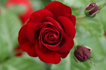 red rose petals in the garden